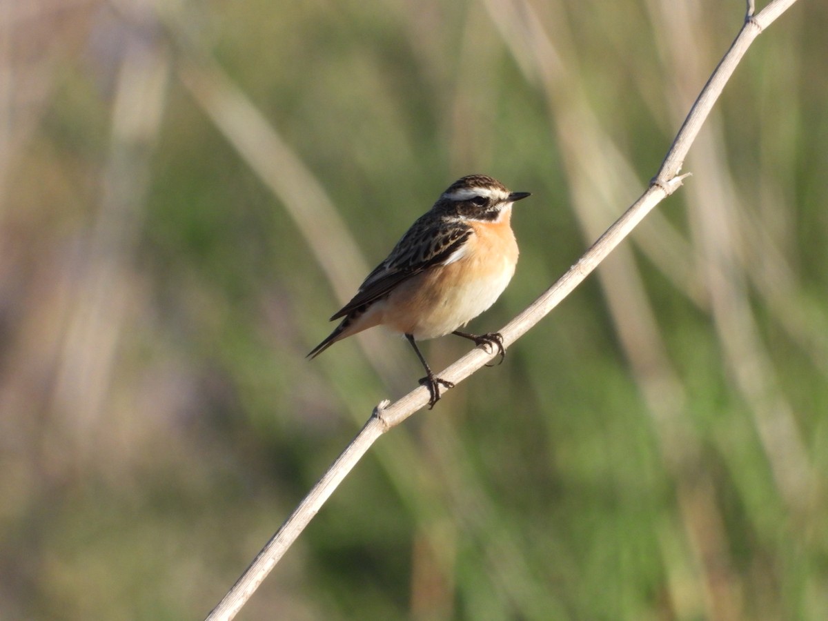 Whinchat - ML617882605