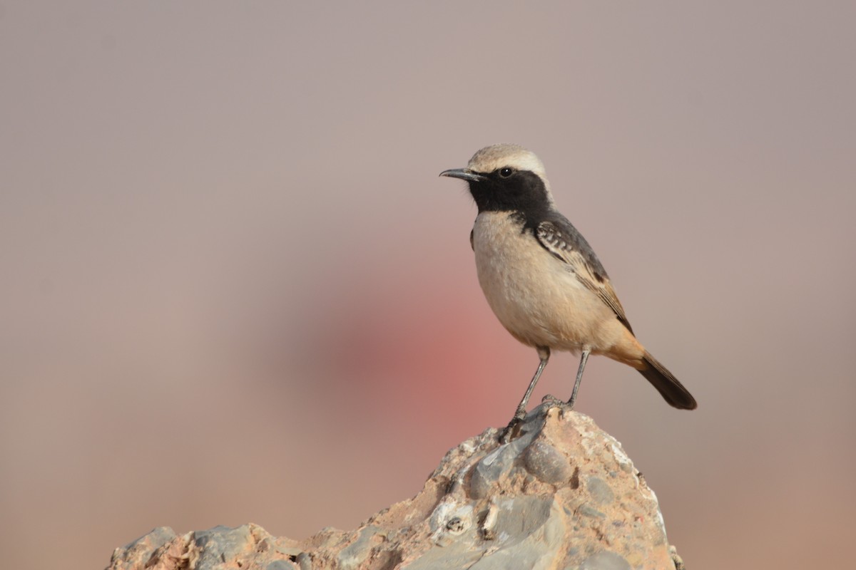 Red-rumped Wheatear - ML617882667
