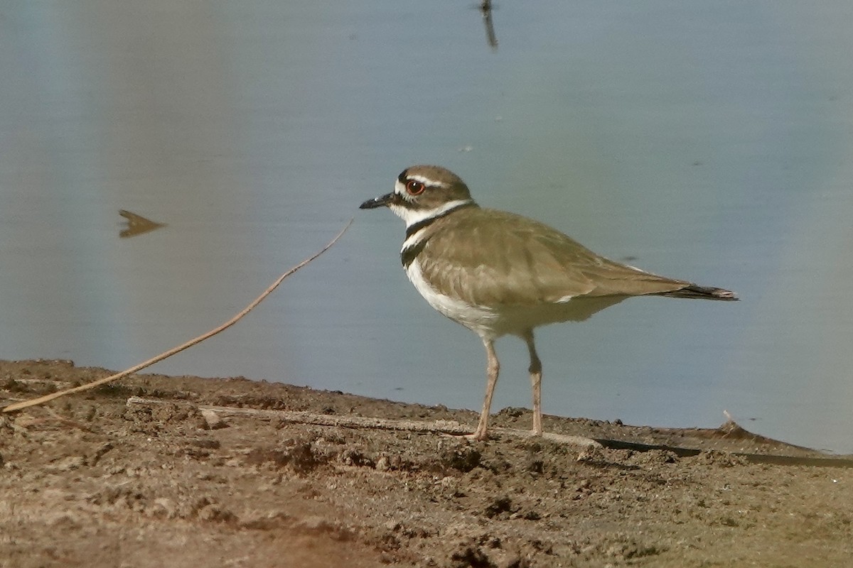 Killdeer - ML617882668