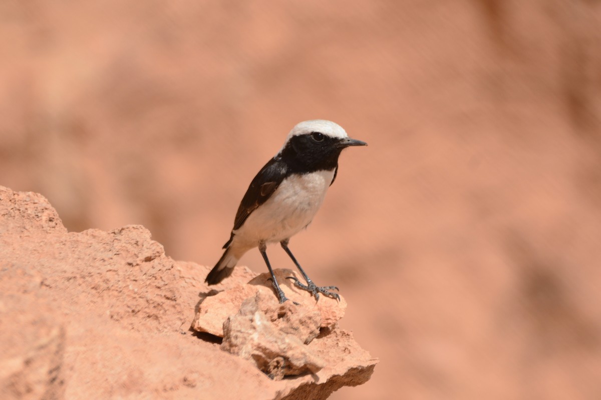 Mourning Wheatear (Maghreb) - ML617882702