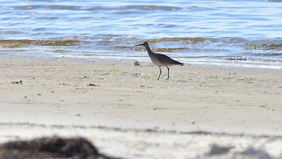 Whimbrel - ML617882708