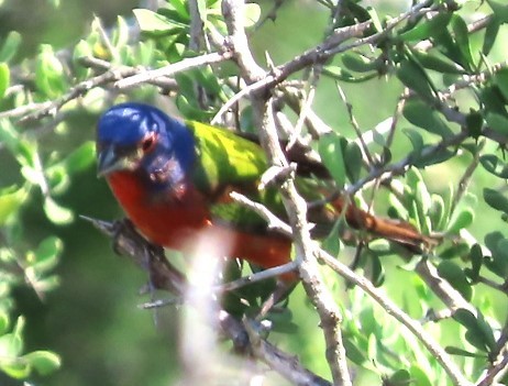 Painted Bunting - David English