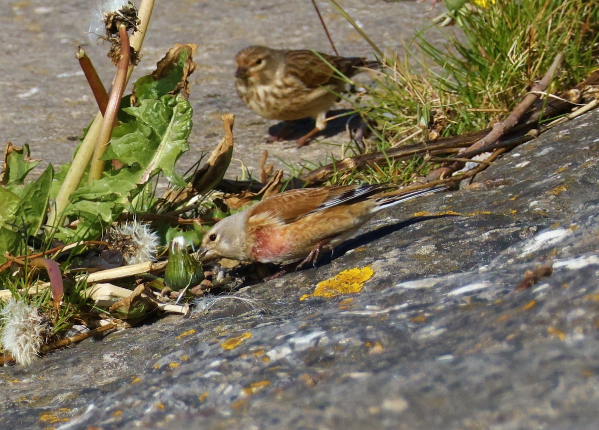 Eurasian Linnet - ML617882791