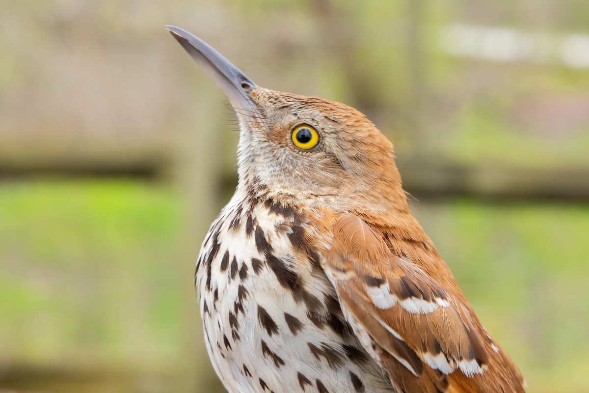 Brown Thrasher - ML617882792