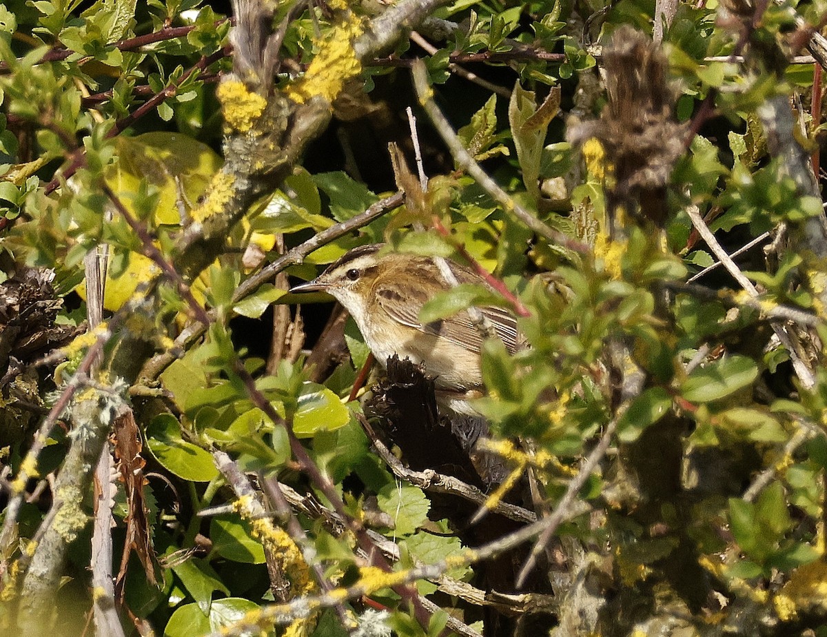 Sedge Warbler - ML617882817