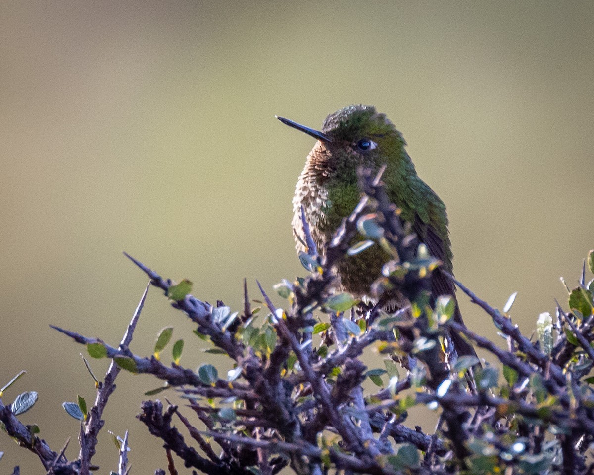 Colibrí de Herrán - ML617882839