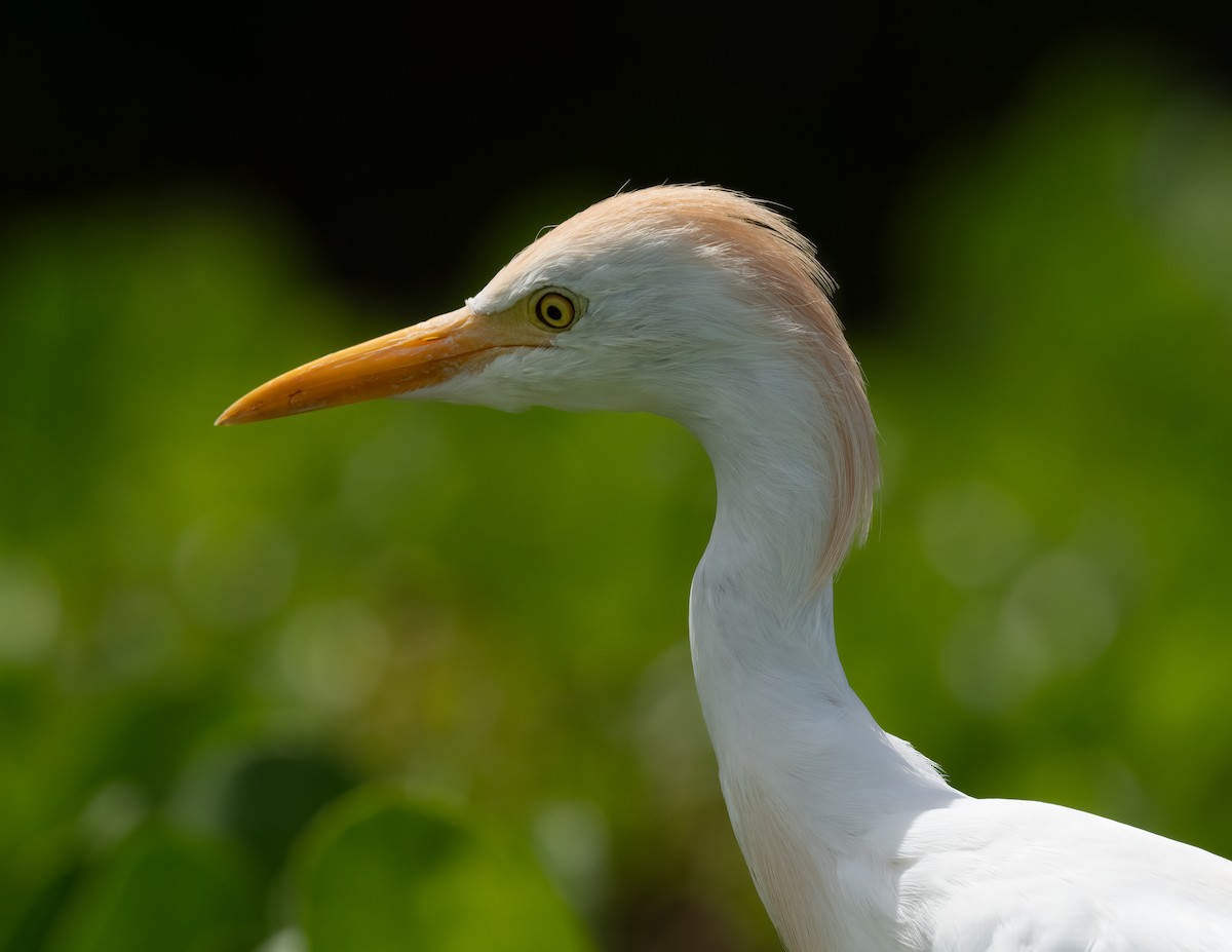 Western Cattle Egret - ML617882850