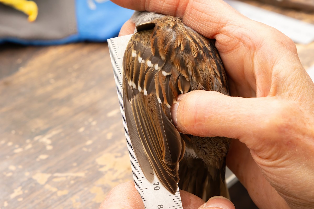 White-throated Sparrow - ML617882865