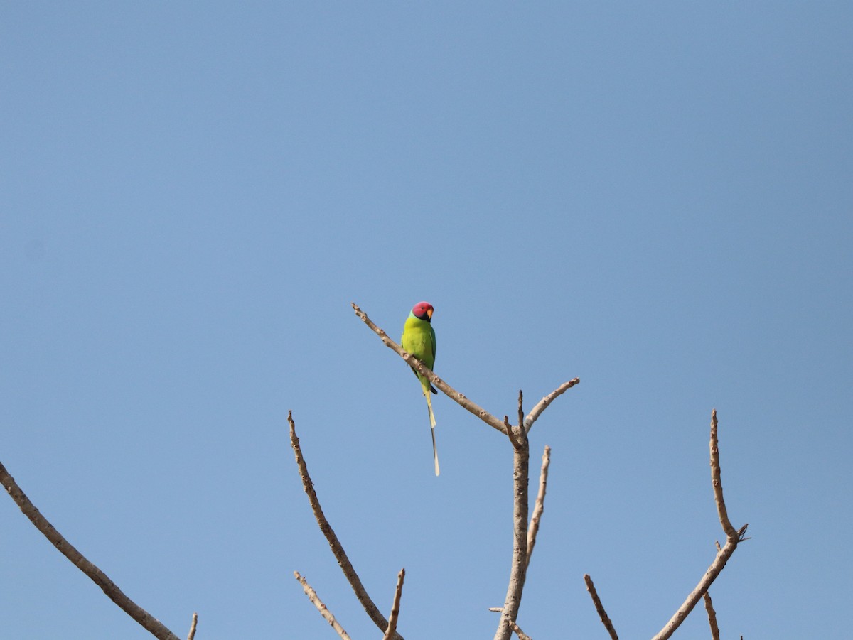 Plum-headed Parakeet - ML617882878