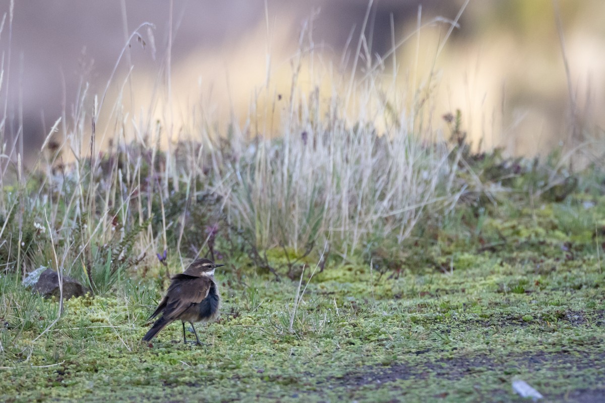 Chestnut-winged Cinclodes - ML617882880