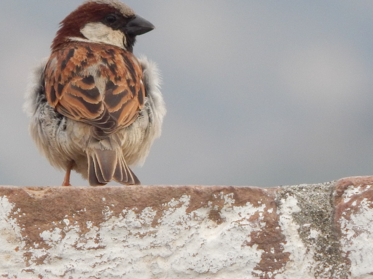 House Sparrow - Azan Karam