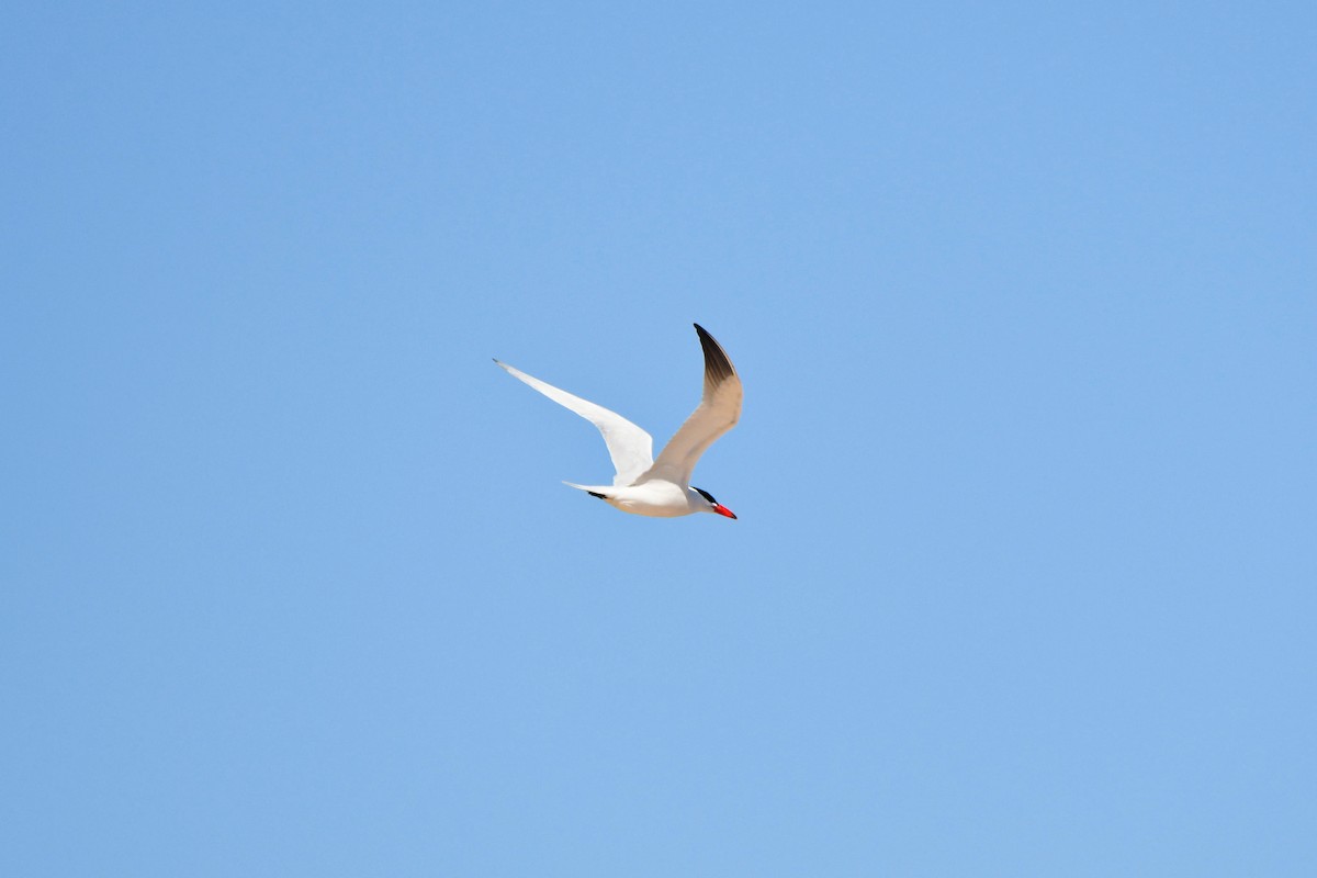 Caspian Tern - ML617882915