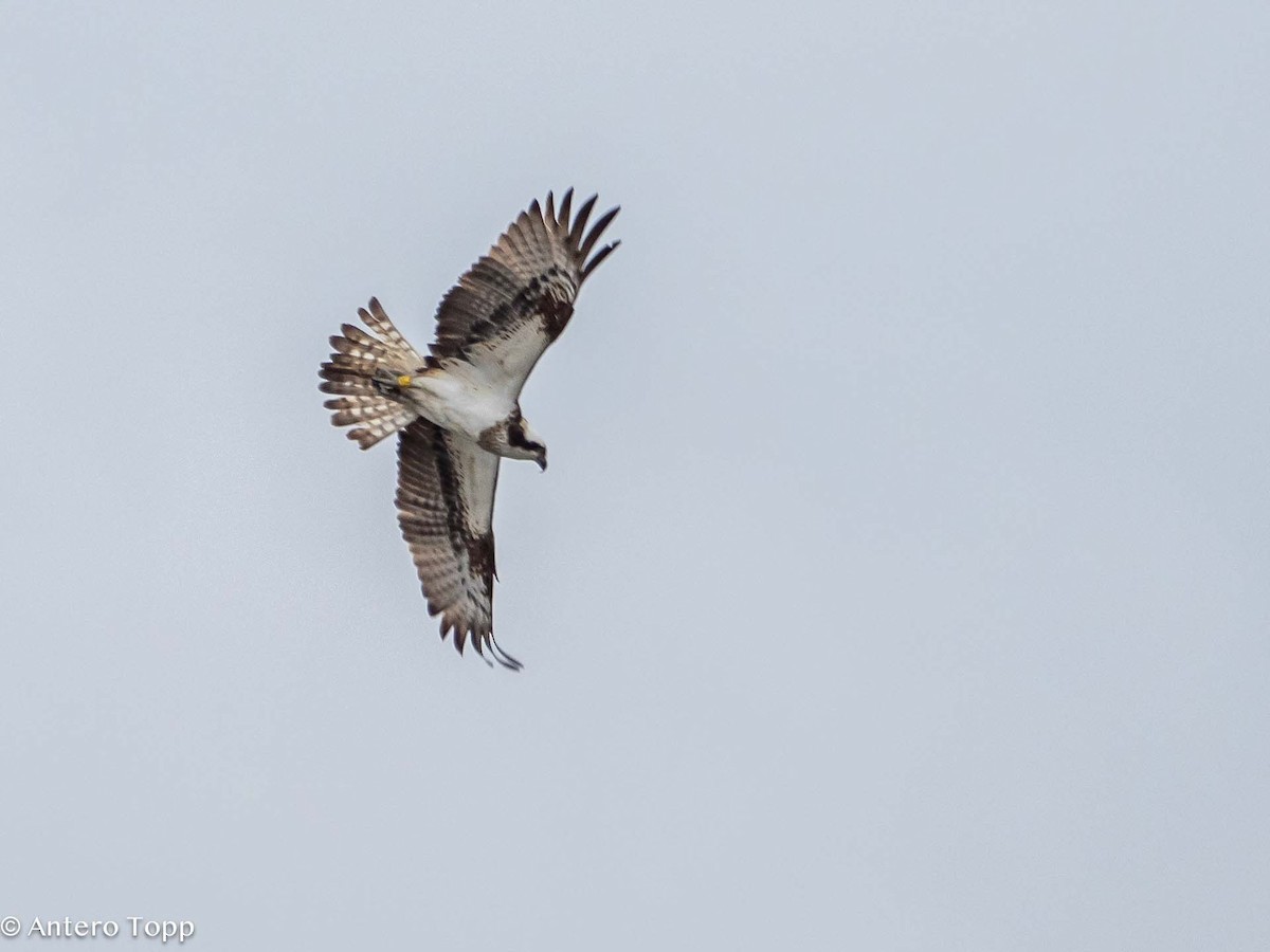 Águila Pescadora - ML617882953