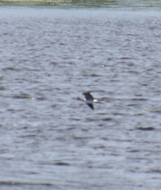 Greater Yellowlegs - ML617883021