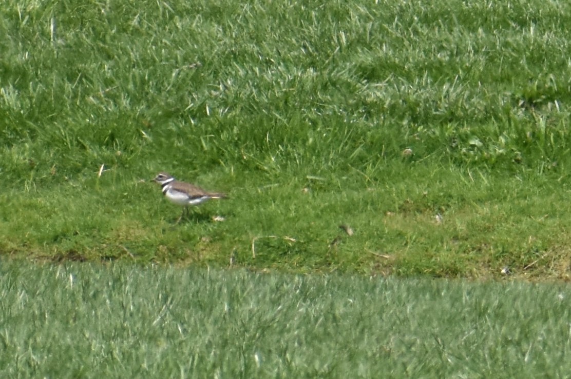 Killdeer - ML617883029