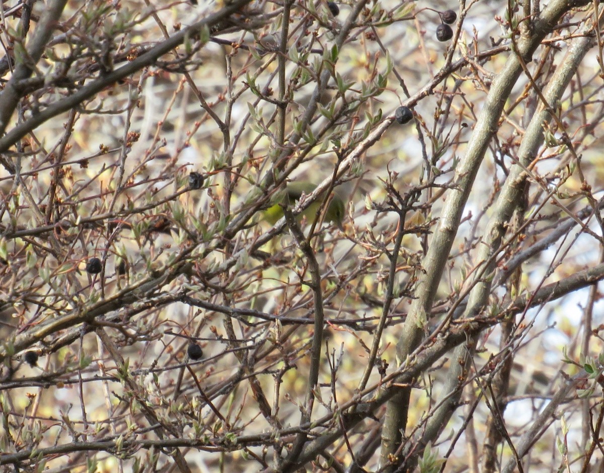 Orange-crowned Warbler - ML617883031