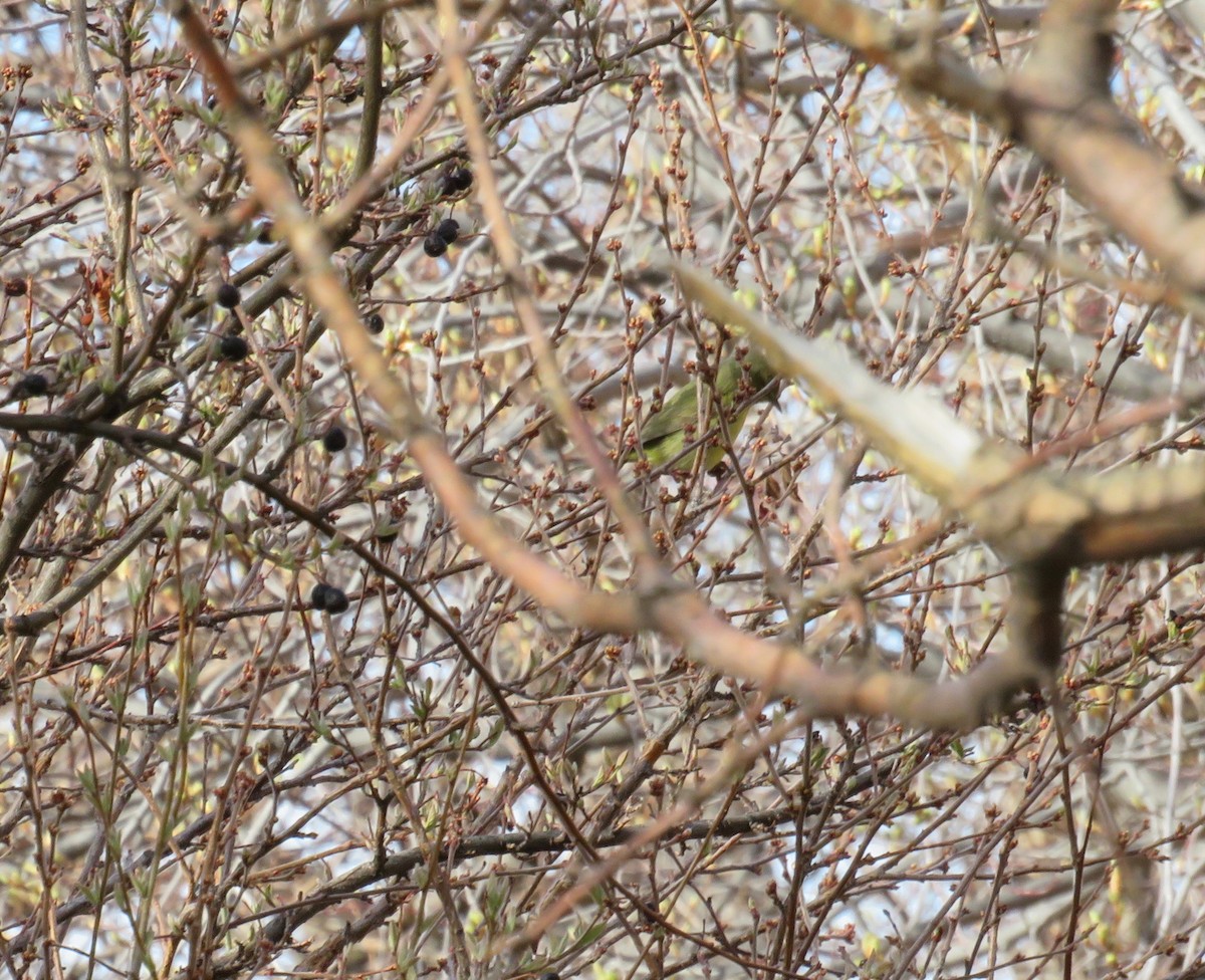Orange-crowned Warbler - ML617883033
