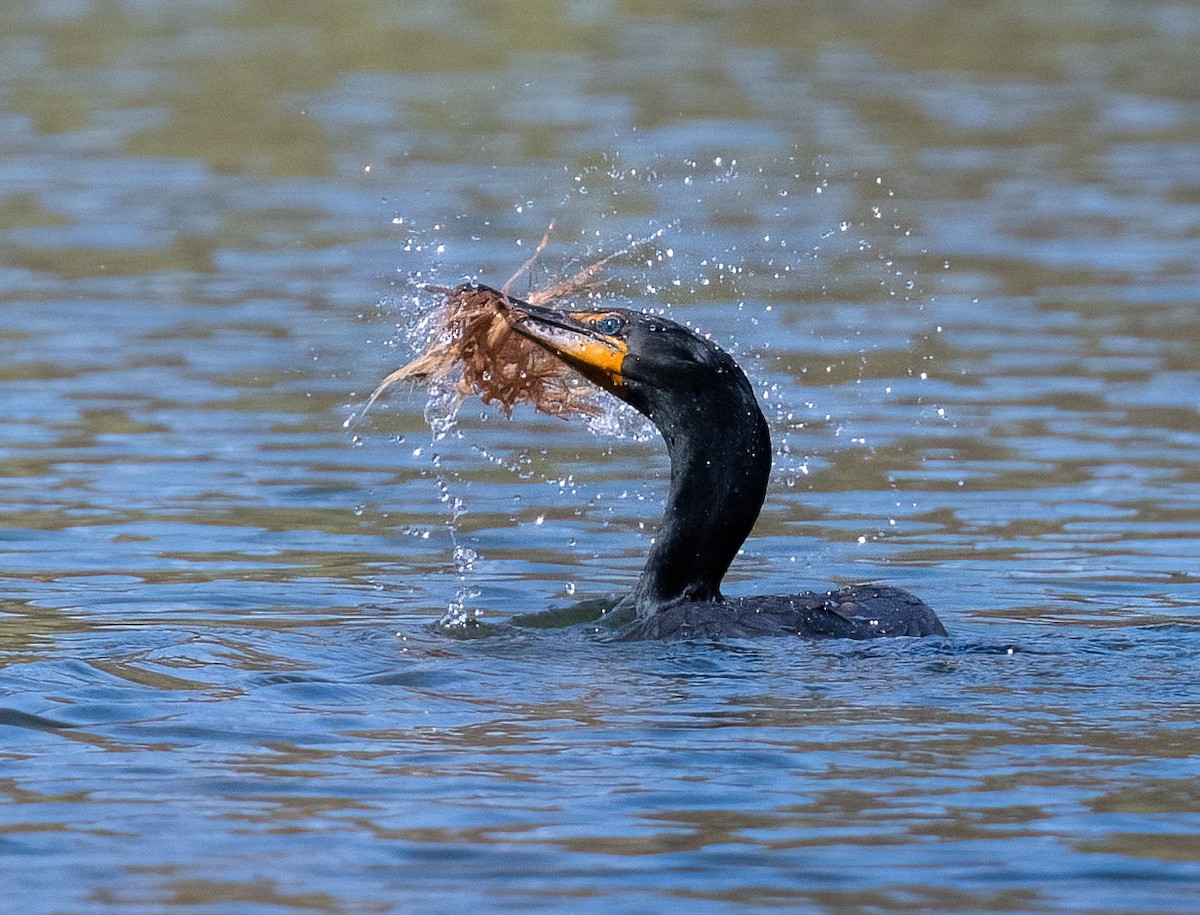 Cormoran à aigrettes - ML617883046