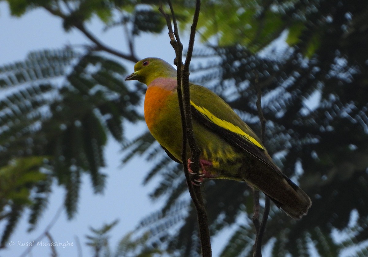 Orange-breasted Green-Pigeon - ML617883066