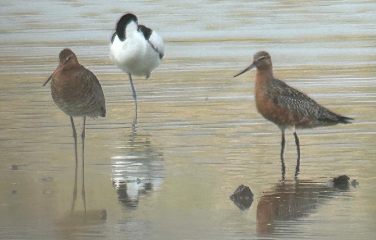 Bar-tailed Godwit - ML617883076