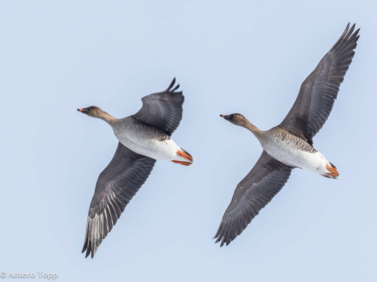 Tundra Bean-Goose - ML617883078