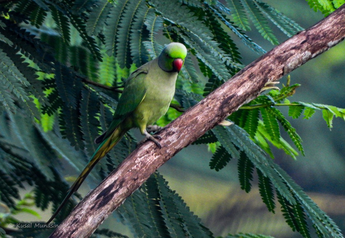 Rose-ringed Parakeet - ML617883122