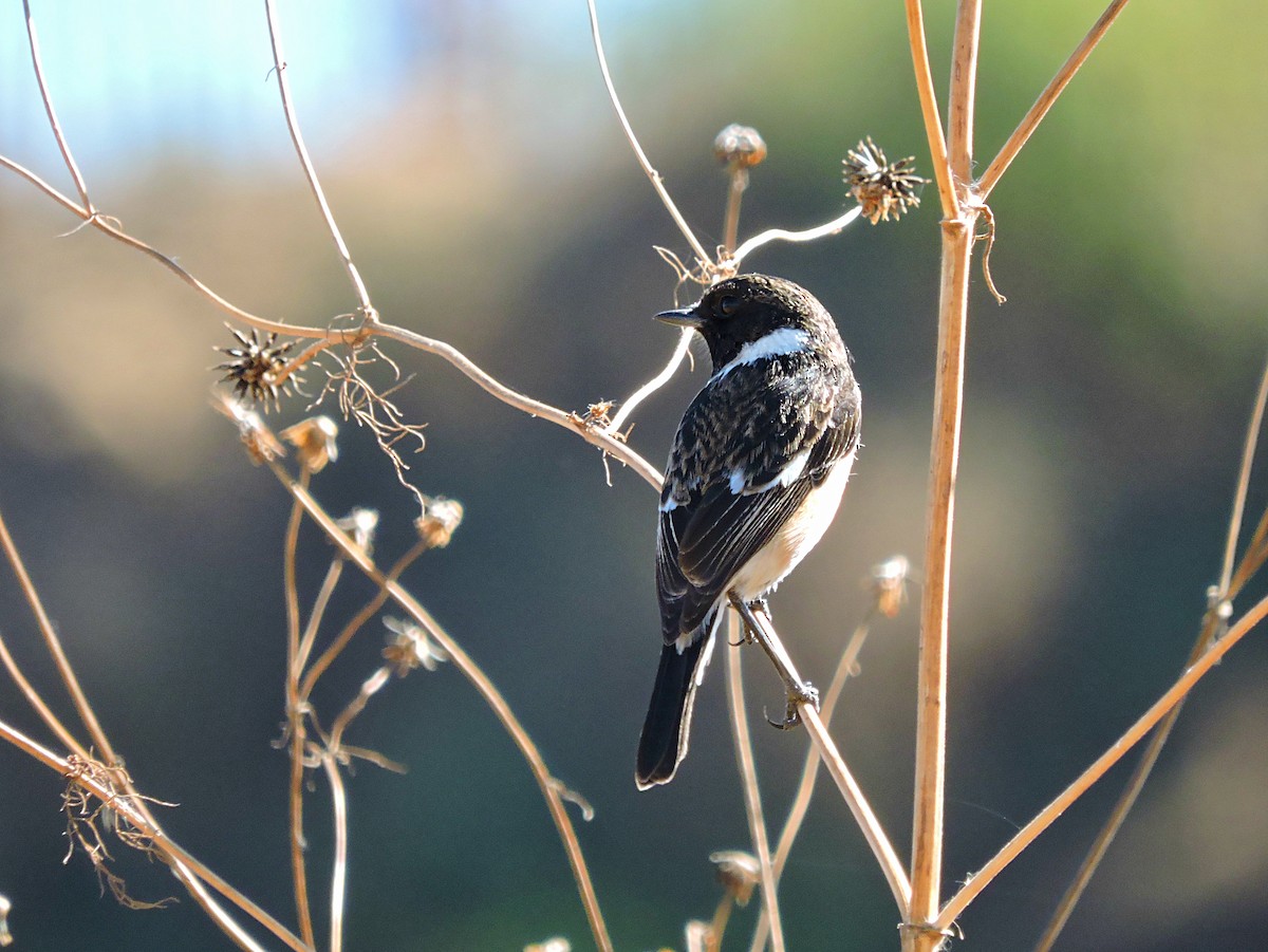 African Stonechat - Andrew Cauldwell