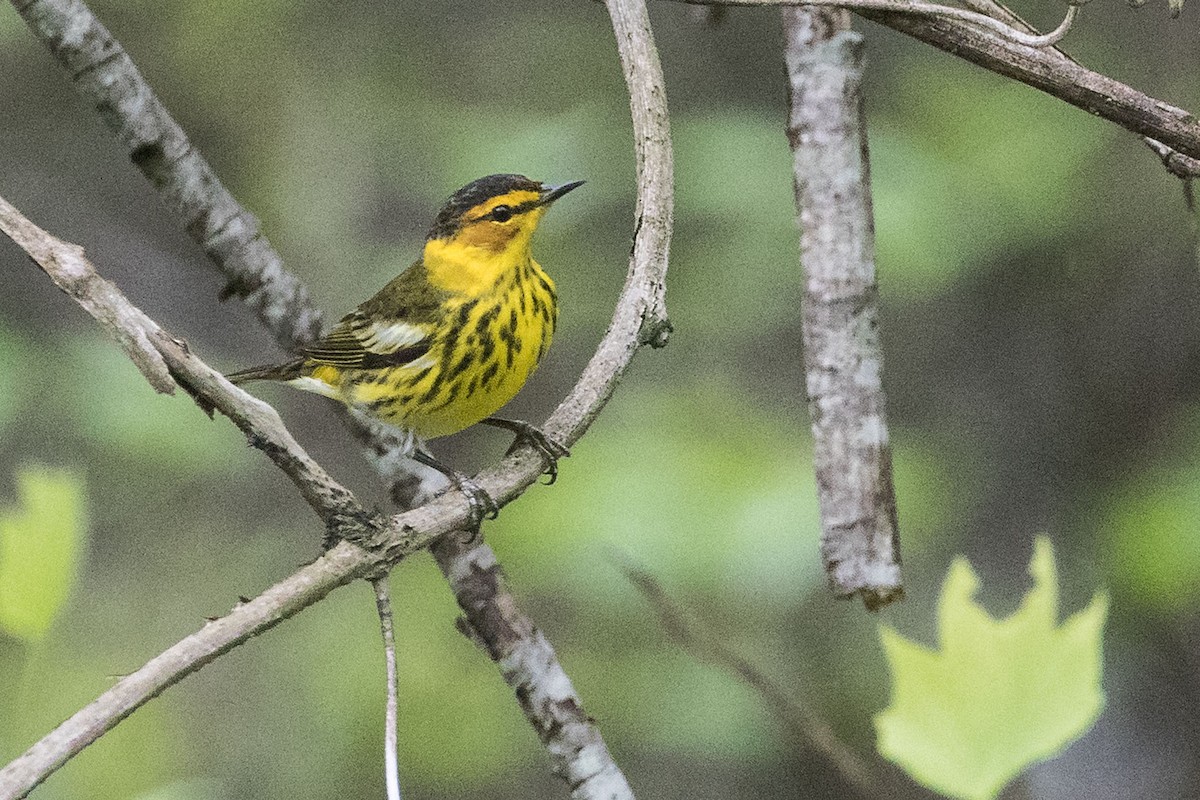 Cape May Warbler - Rob Rogers