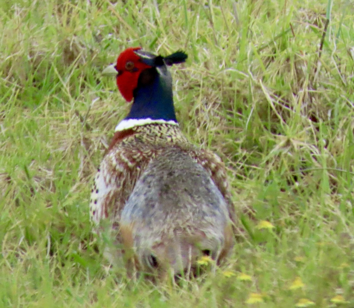 Ring-necked Pheasant - ML617883130