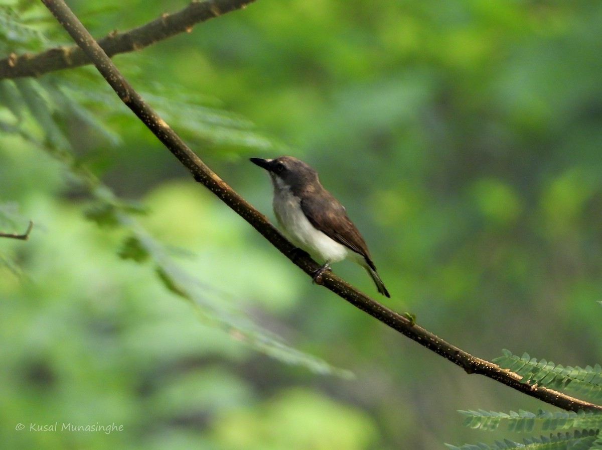 Sri Lanka Woodshrike - Kusal Munasinghe