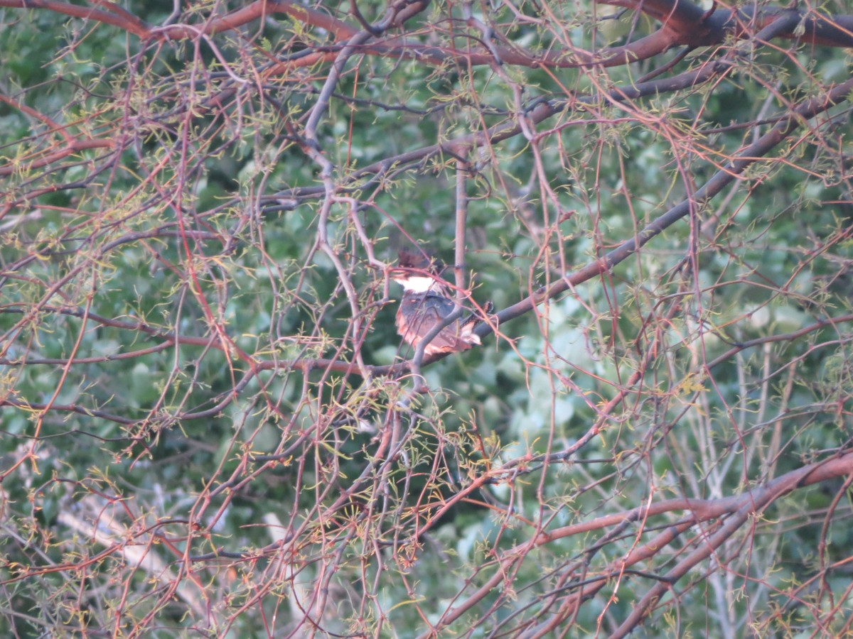 Belted Kingfisher - Melanie Mitchell