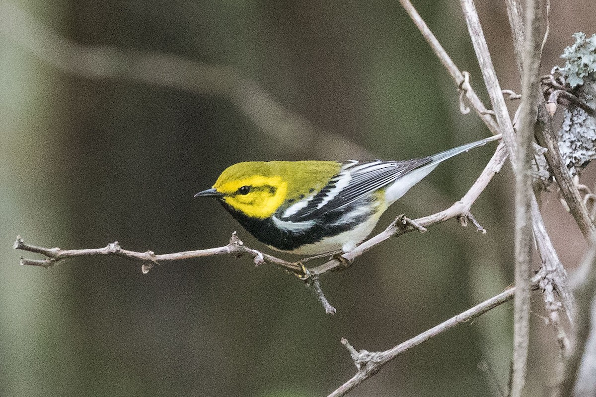 Black-throated Green Warbler - Rob Rogers