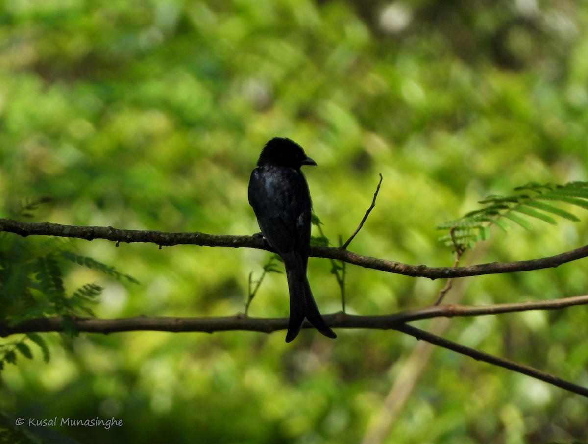 Drongo à ventre blanc - ML617883169