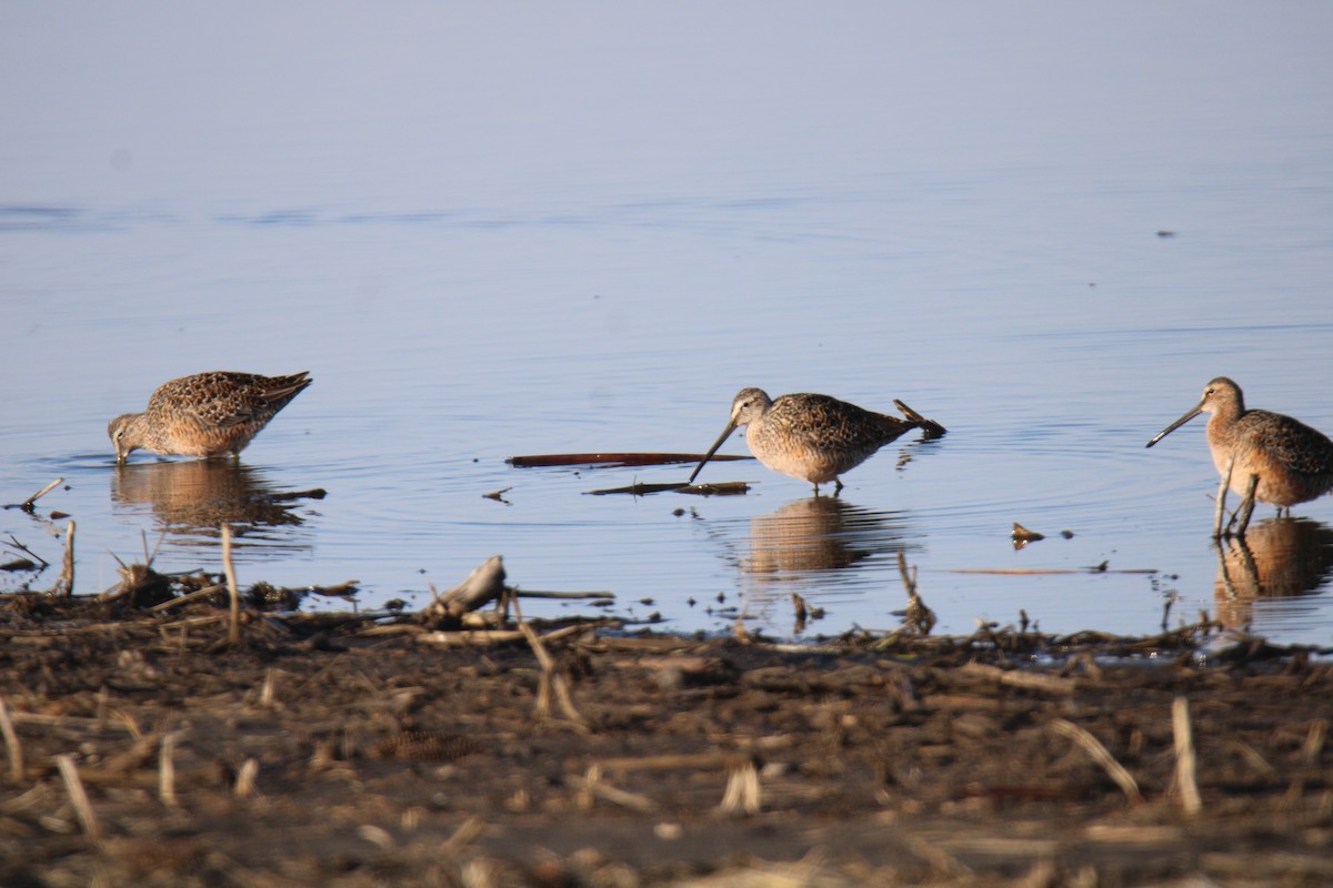 Long-billed Dowitcher - ML617883179