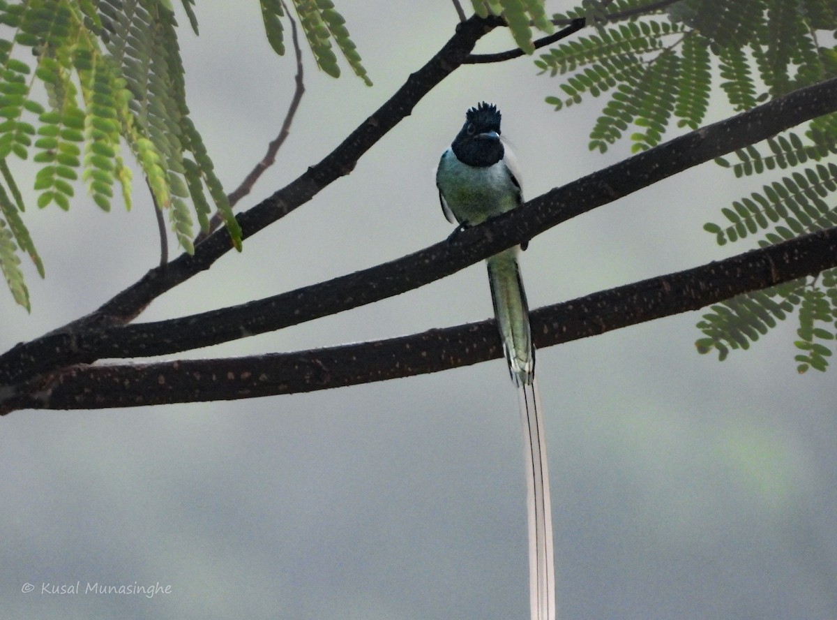 Indian Paradise-Flycatcher - ML617883188