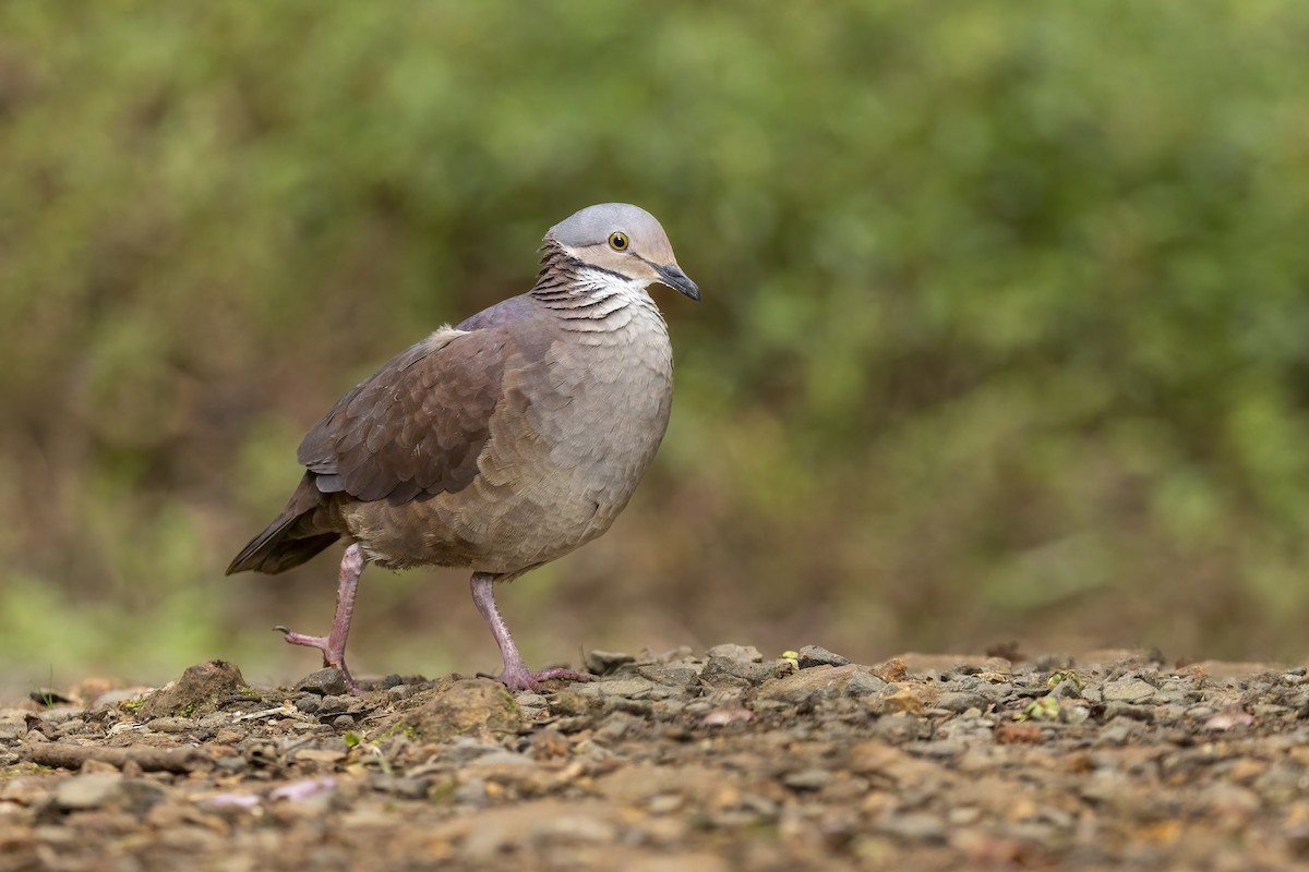 White-throated Quail-Dove - ML617883228