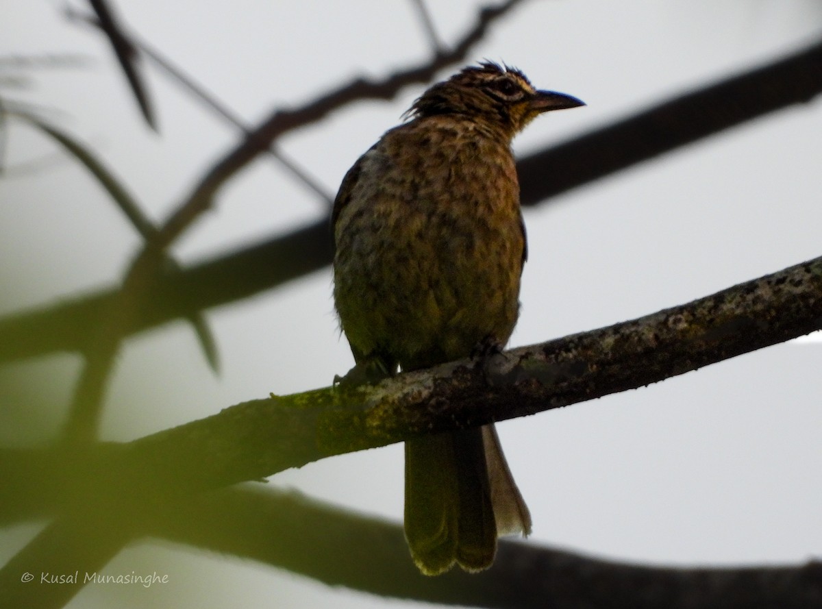 Bulbul à sourcils blancs - ML617883253