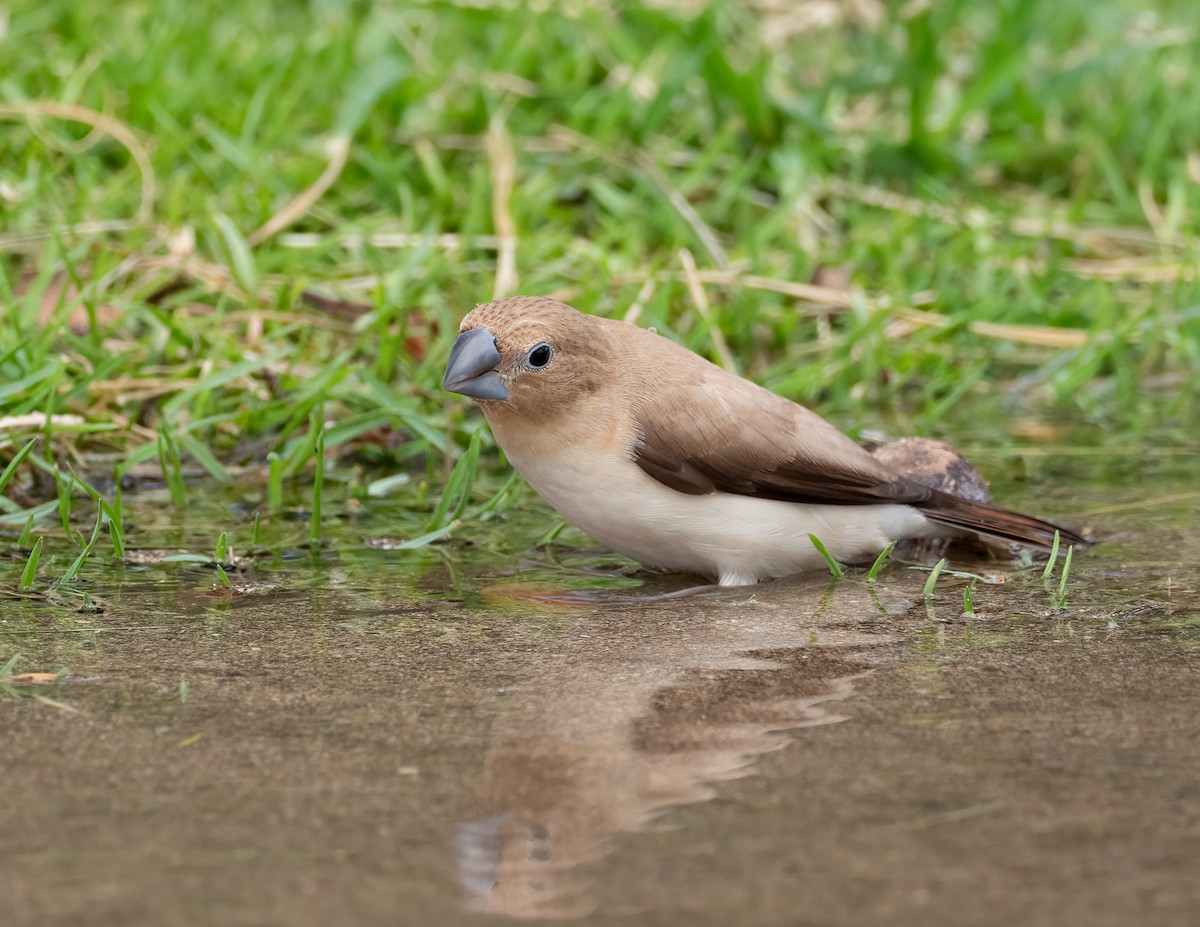 African Silverbill - ML617883272