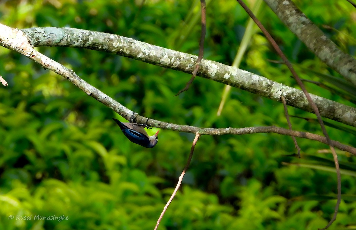 Velvet-fronted Nuthatch - ML617883288