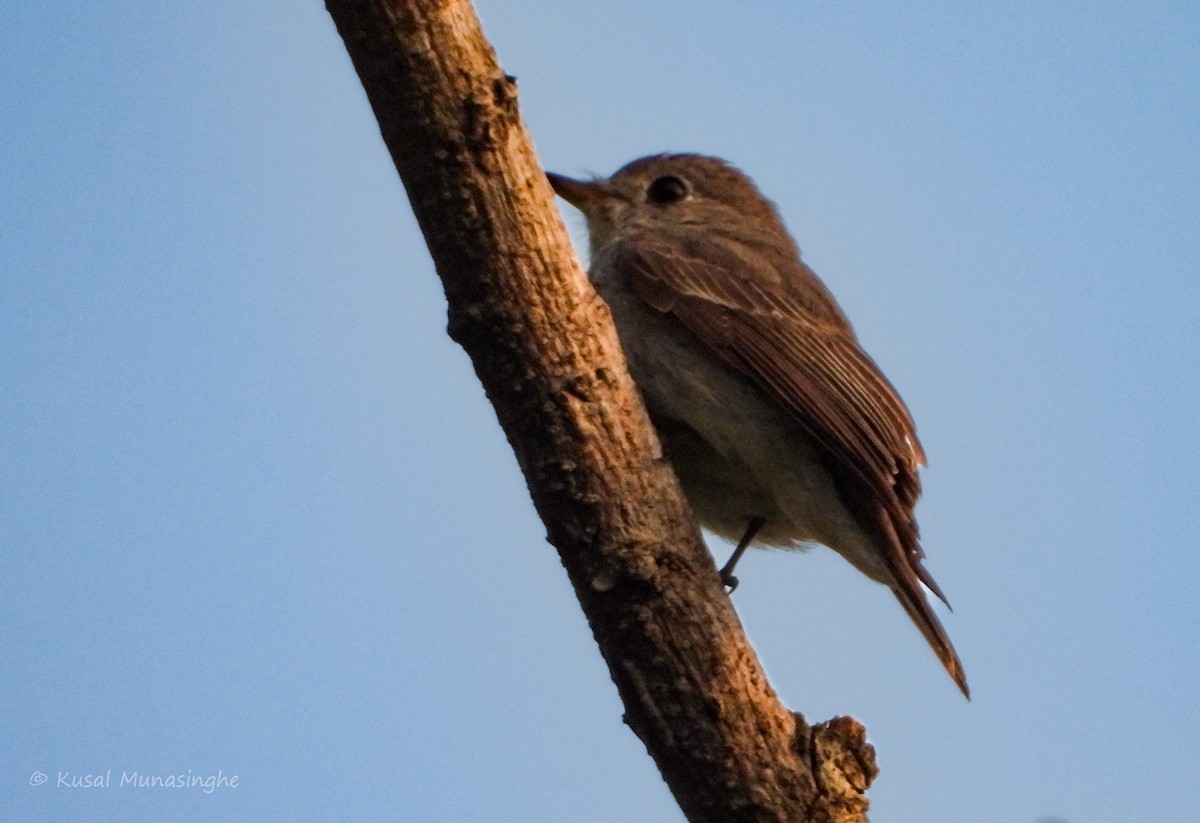 Asian Brown Flycatcher - ML617883308