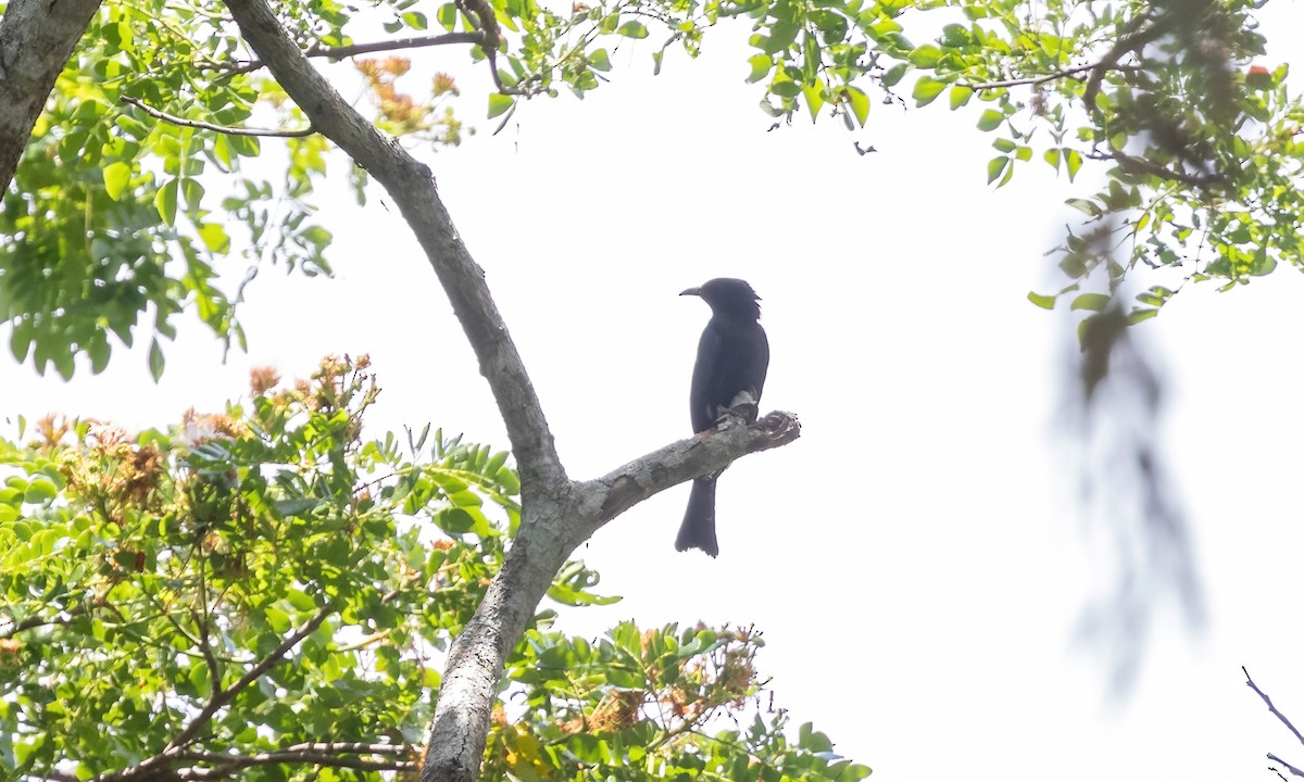 Square-tailed Drongo-Cuckoo - ML617883312