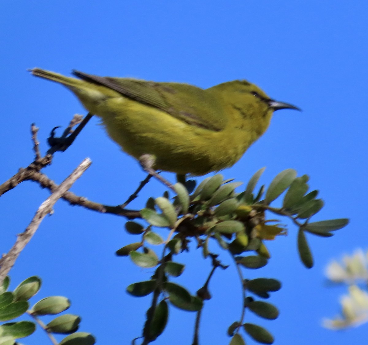 Hawaii-Amakihikleidervogel (virens) - ML617883322