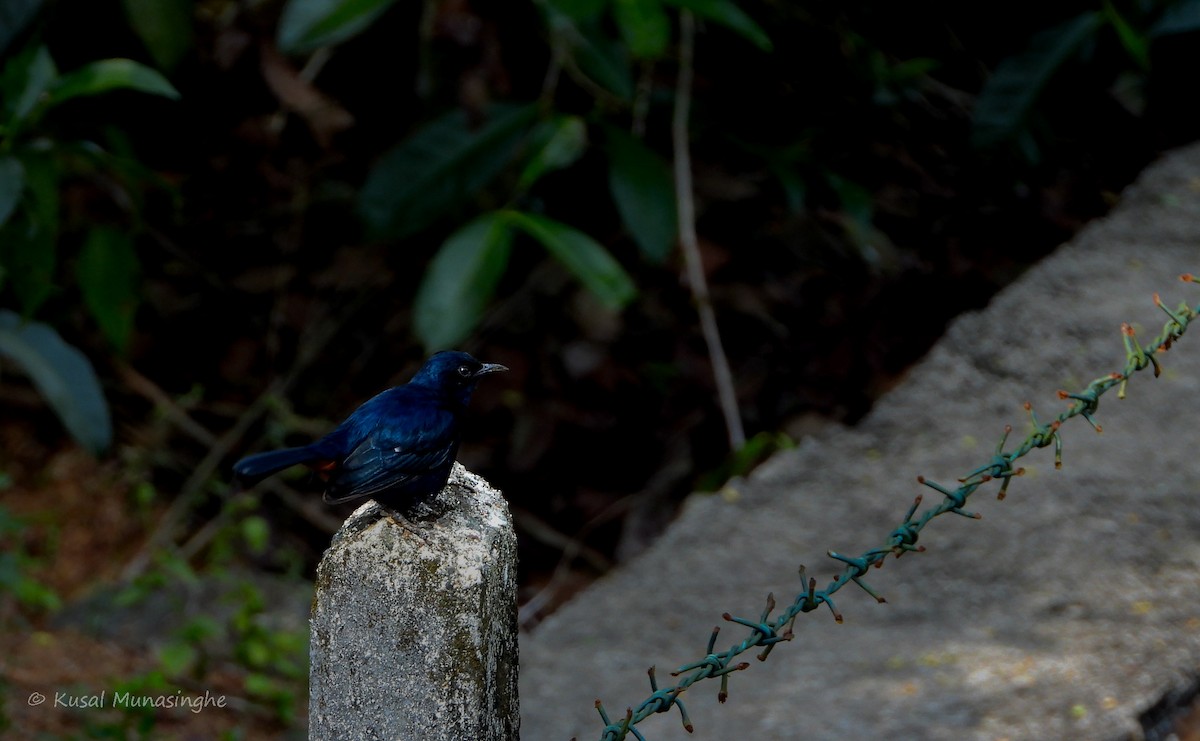 Indian Robin - ML617883336