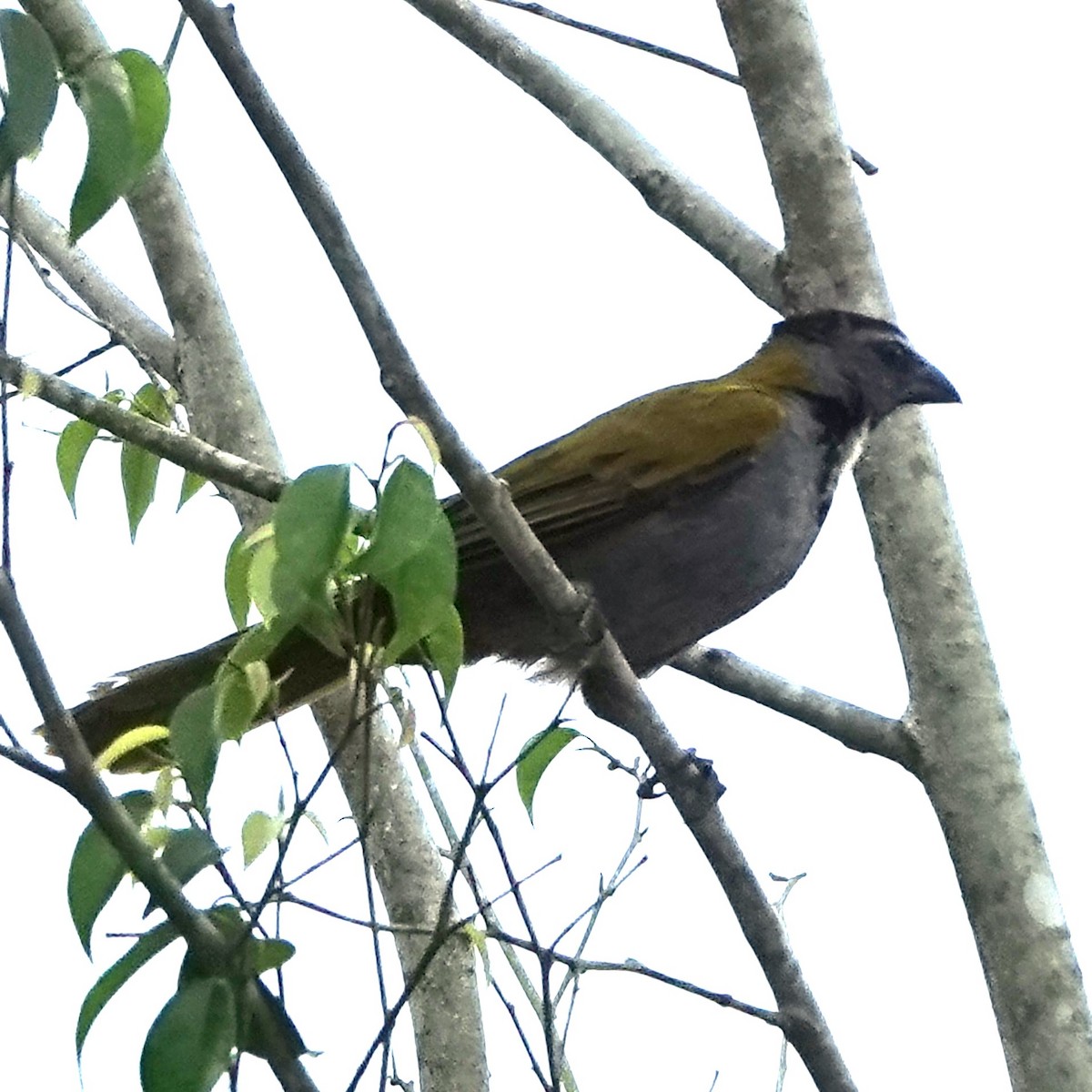 Black-headed Saltator - ML617883339