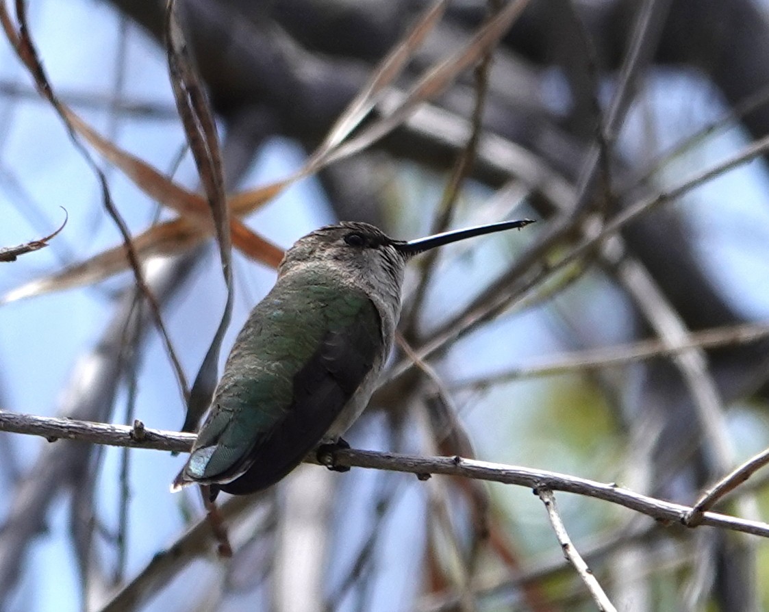 Costa's Hummingbird - Michael DeWispelaere