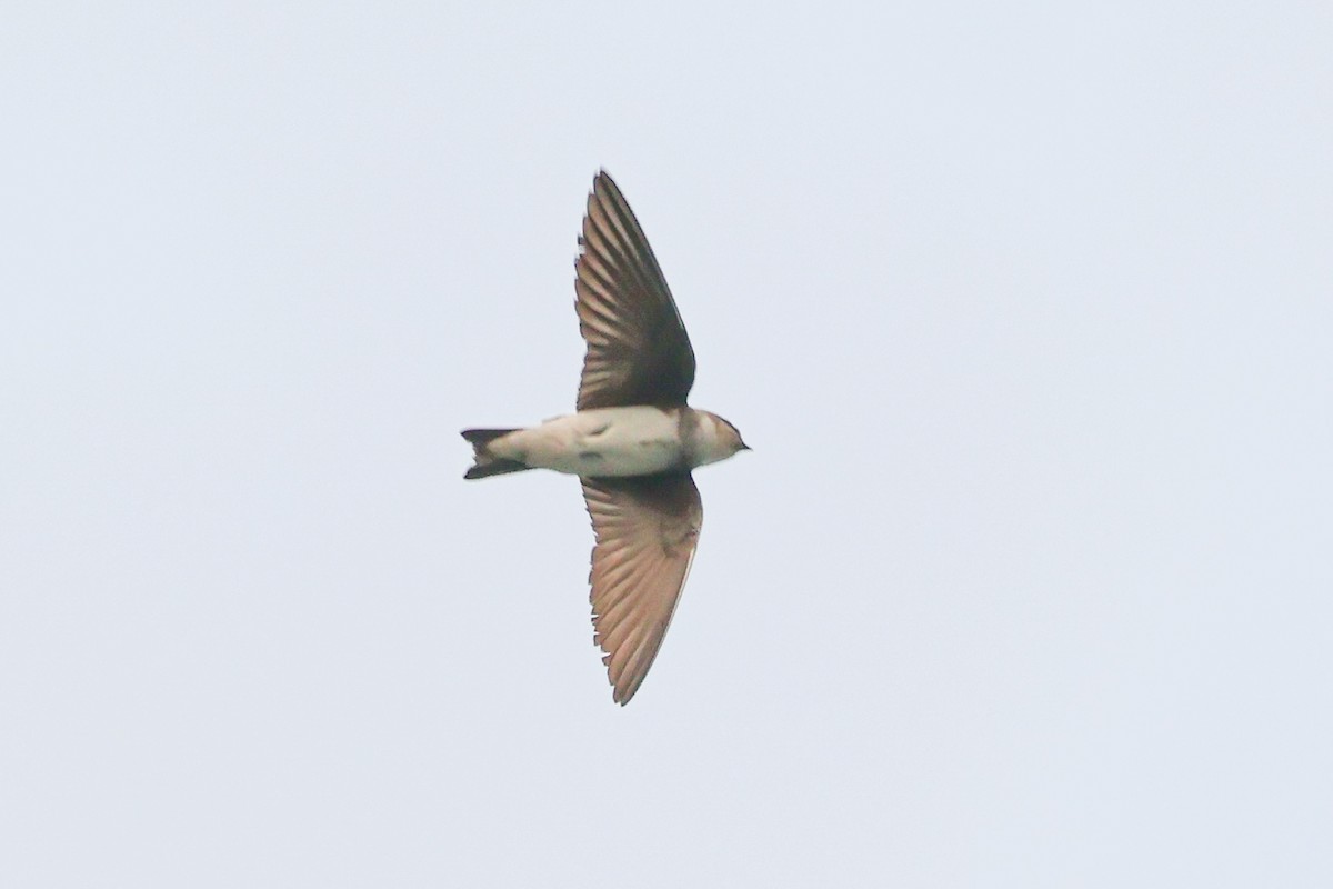 Pale Martin - ML617883357