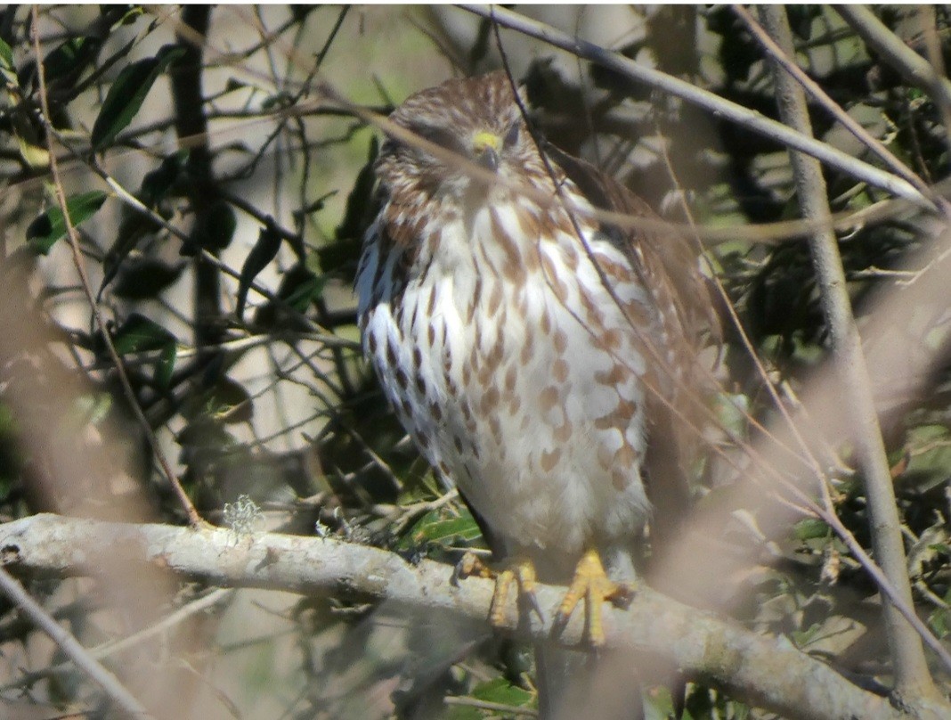 Red-shouldered Hawk - ML617883359