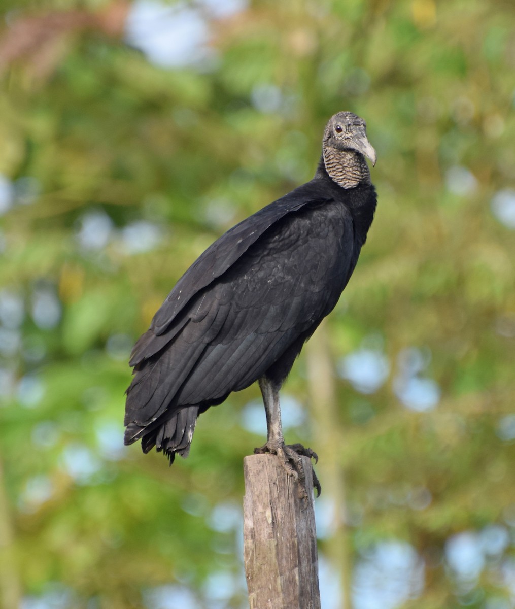 Black Vulture - ML61788341