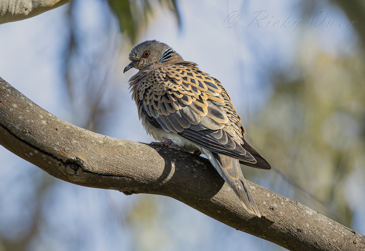 European Turtle-Dove - ML617883415