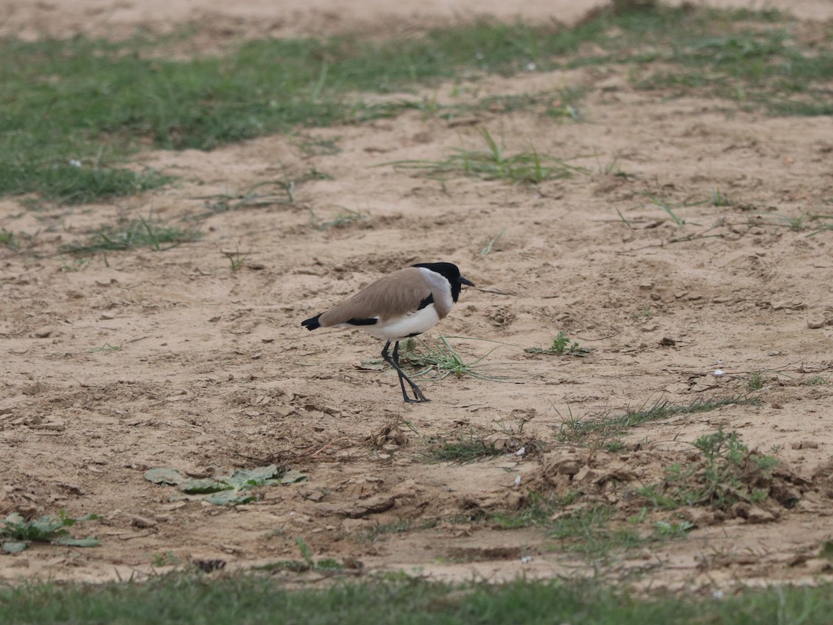 River Lapwing - Marco Costa